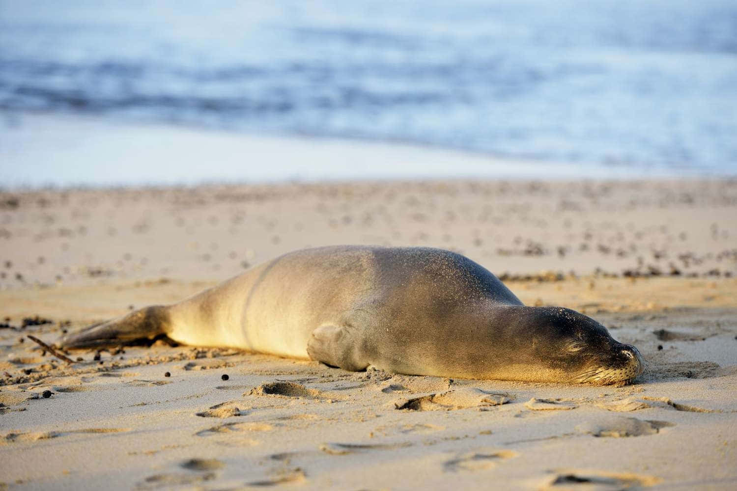 Monk Seal Restingon Sandy Beach Wallpaper