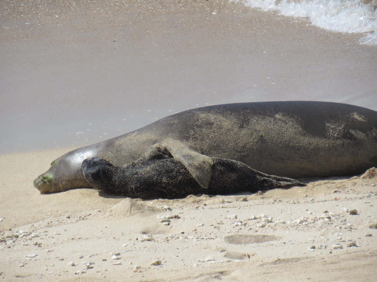 Monk Seal Restingon Sandy Beach Wallpaper