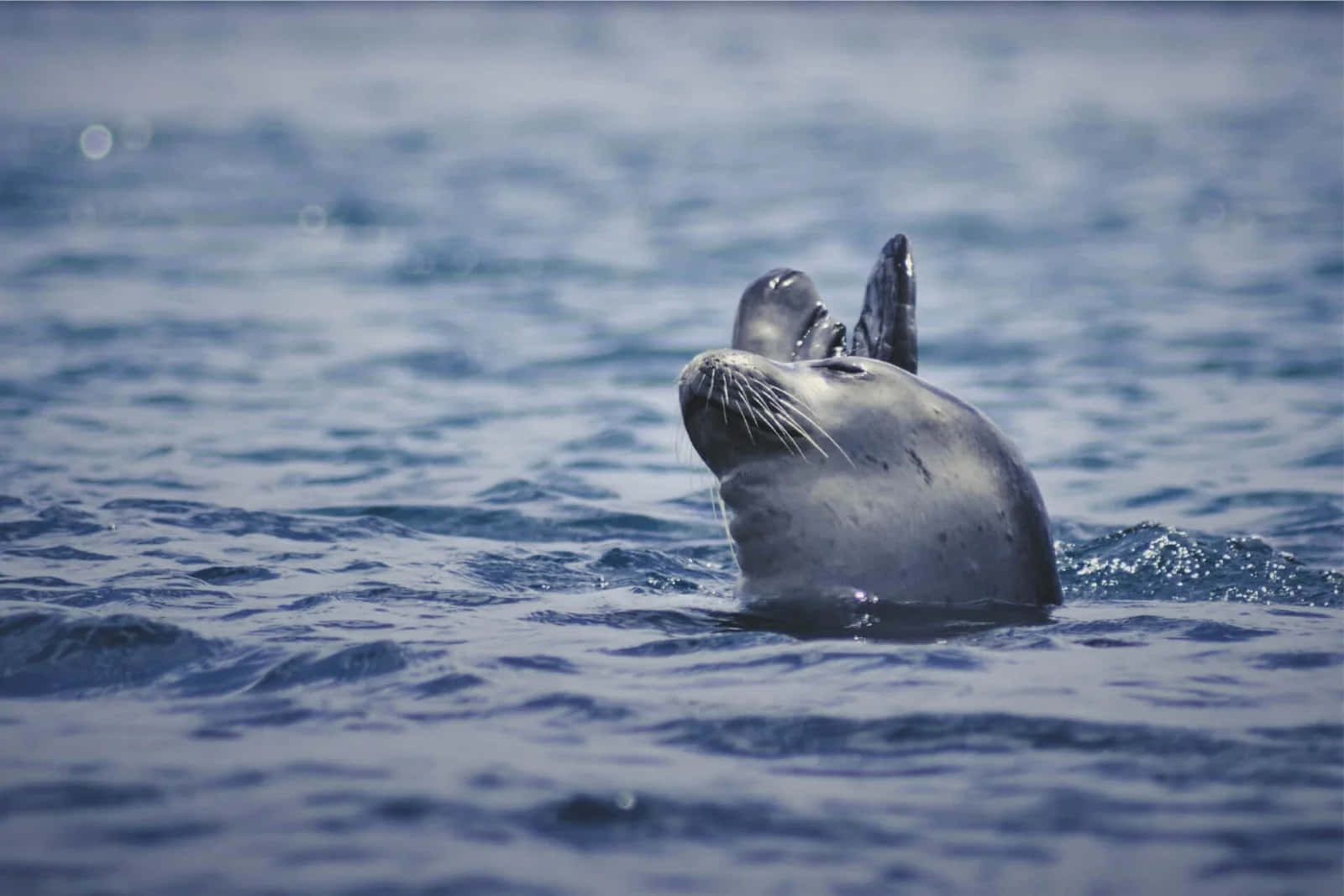 Monk Seal Surfacingin Blue Waters Wallpaper