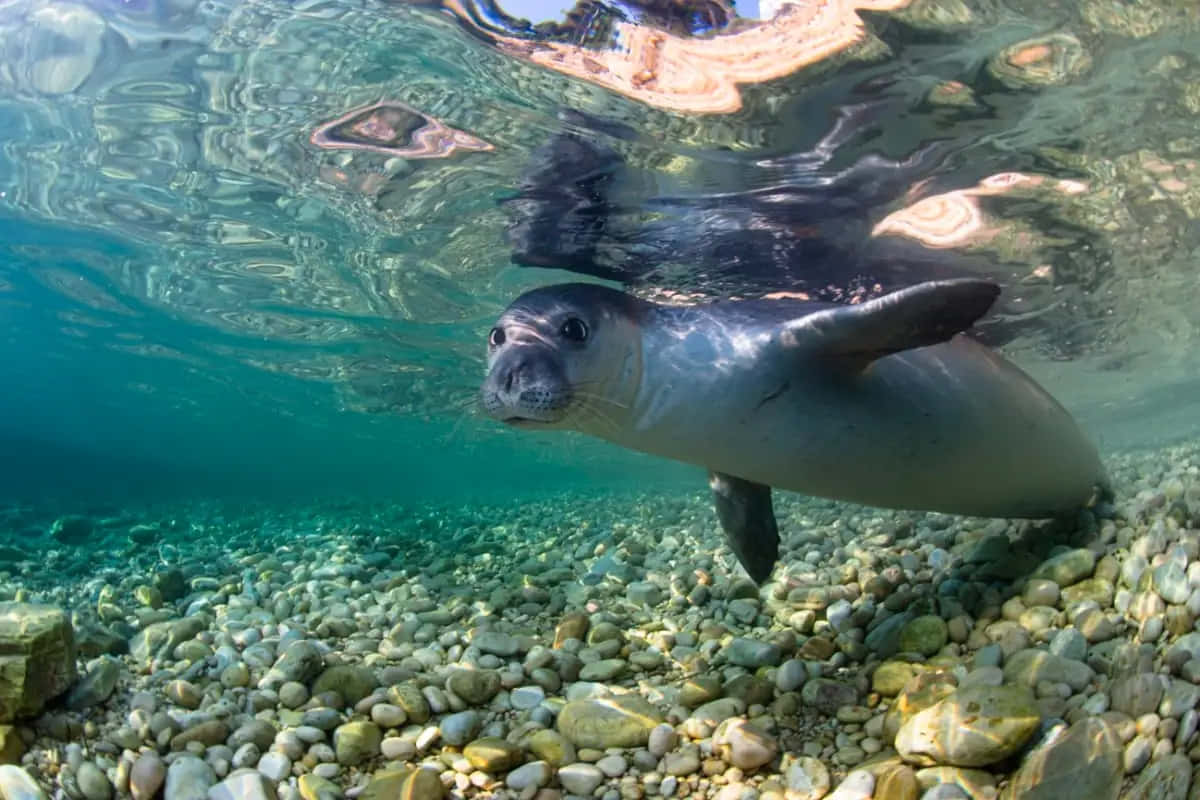 Monk Seal Underwater Portrait Wallpaper