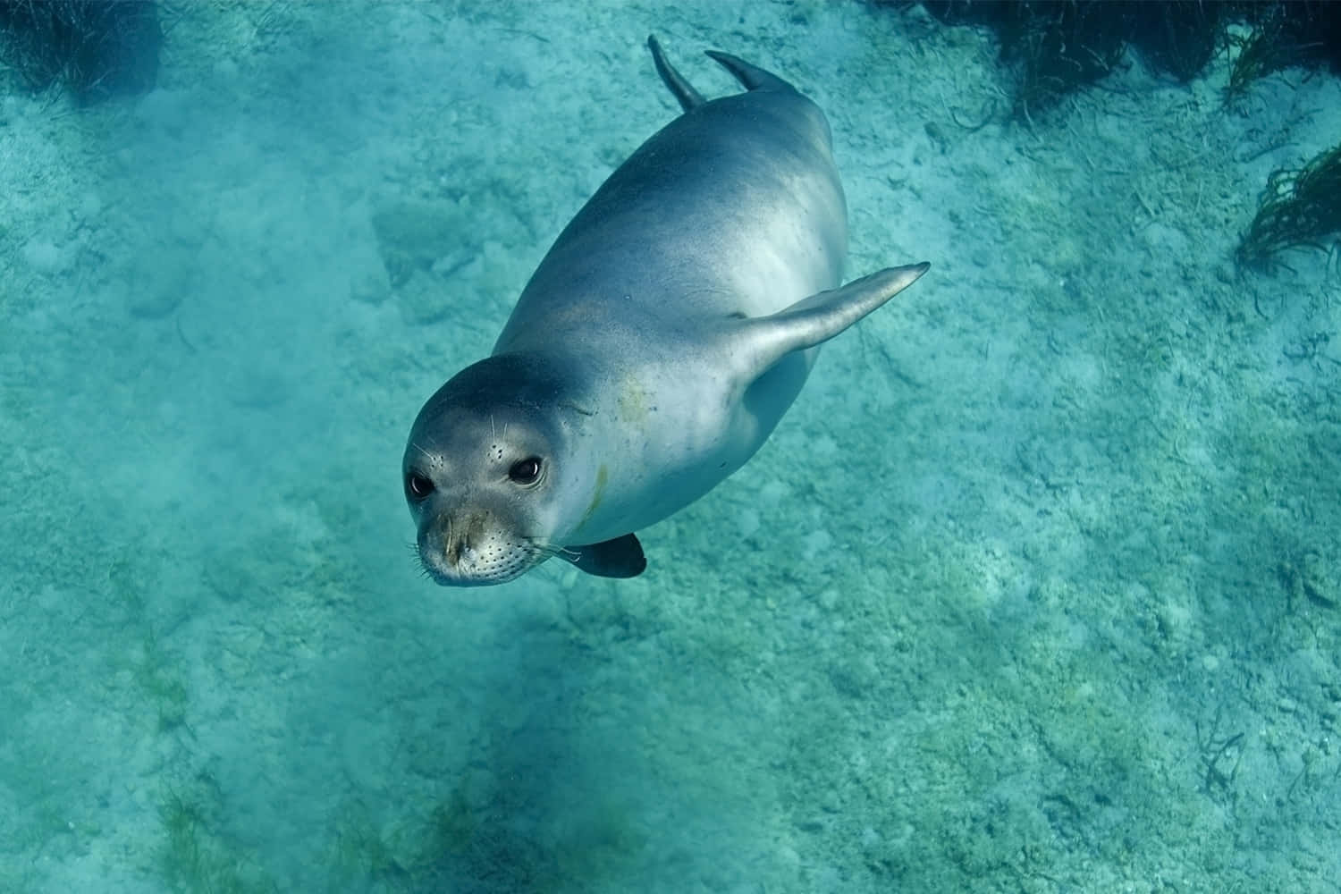 Monk Seal Underwater Swim Wallpaper