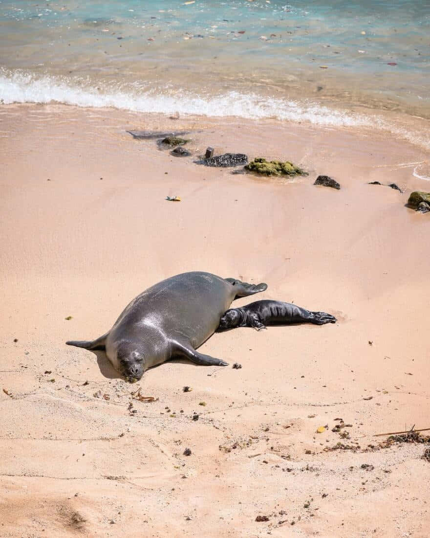 Monk Sealwith Pupon Beach Wallpaper