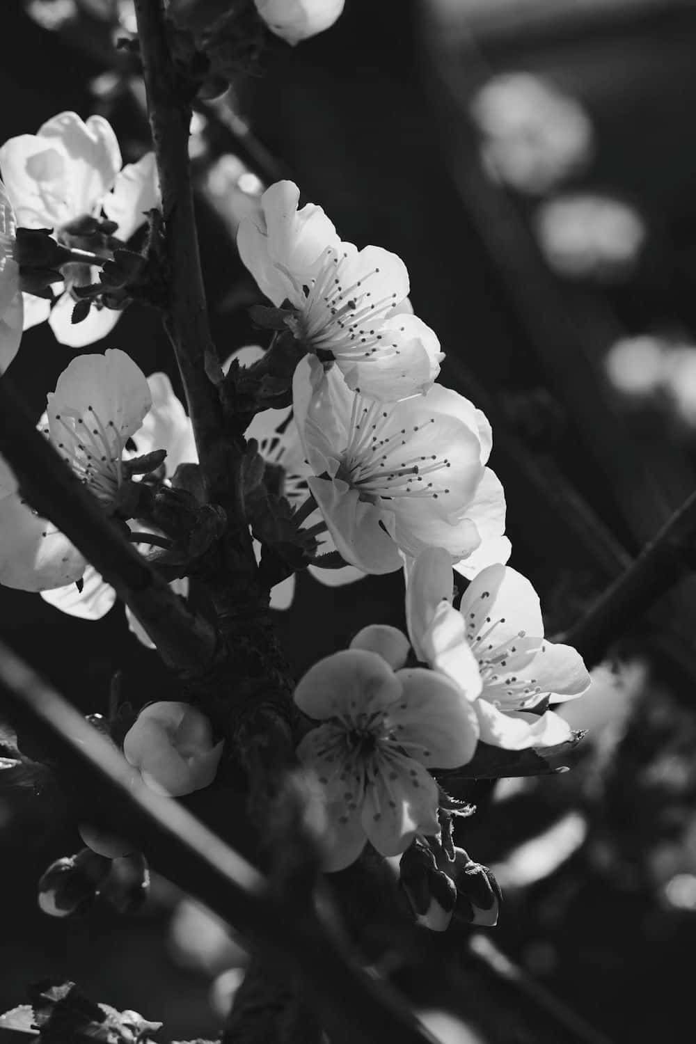 Monochrome_ Blossoms_ Artistry Wallpaper