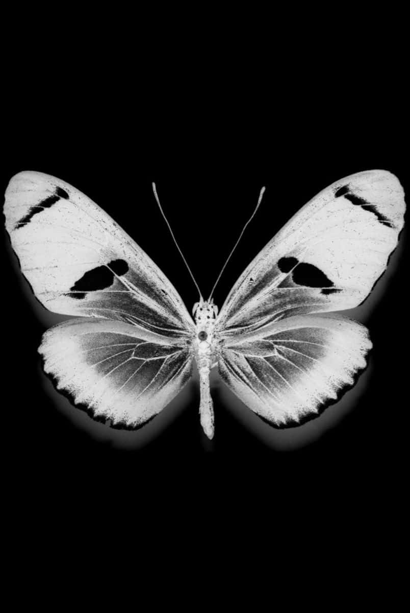 Monochrome Butterflyon Black Background.jpg Wallpaper