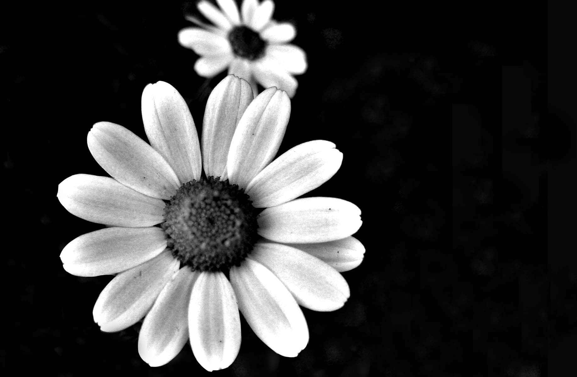 Monochrome Daisy Beauty Wallpaper