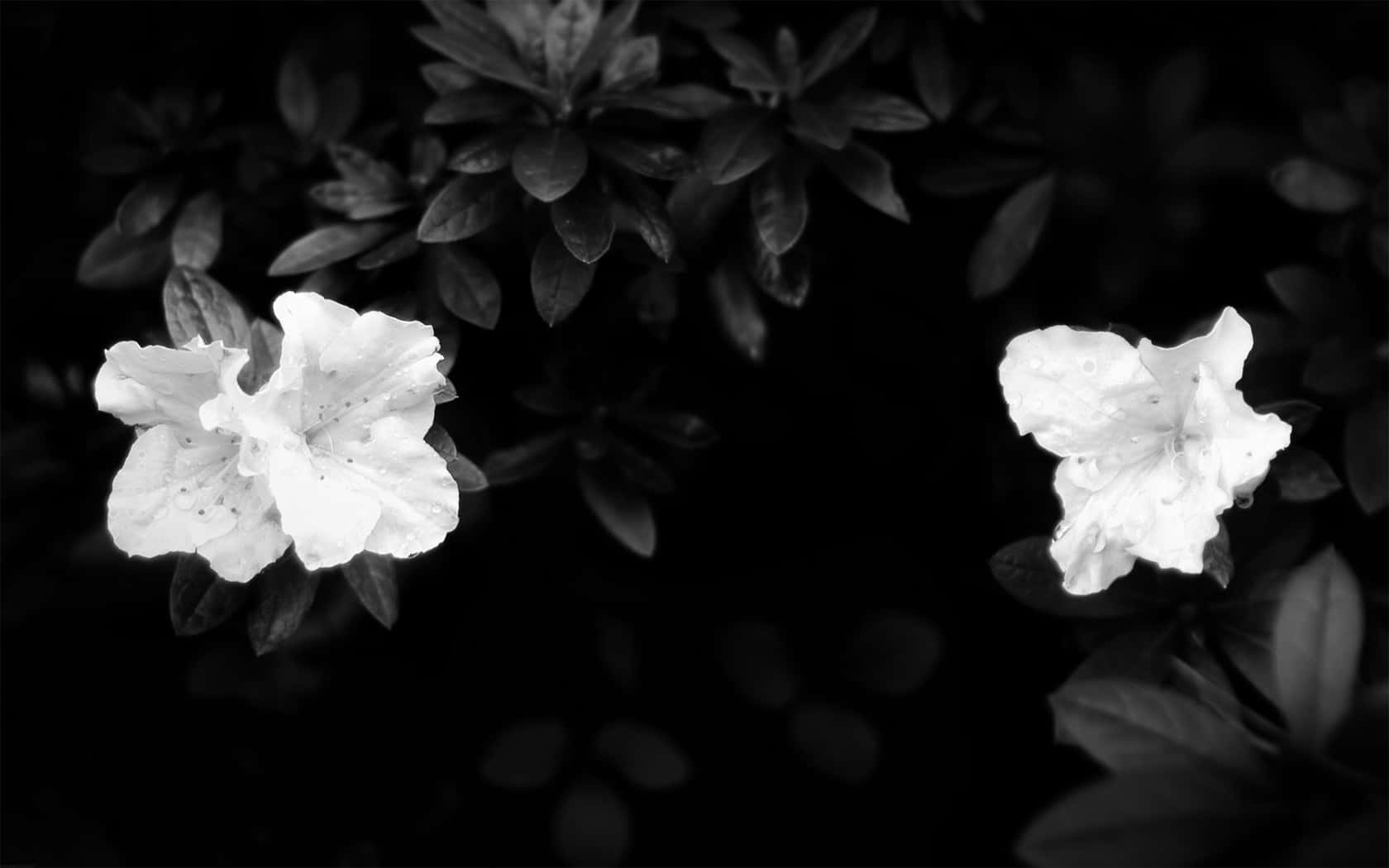 Monochrome Flowersin Darkness Wallpaper