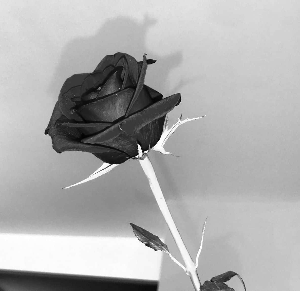 Monochrome_ Grunge_ Rose_ Aesthetic.jpg Wallpaper