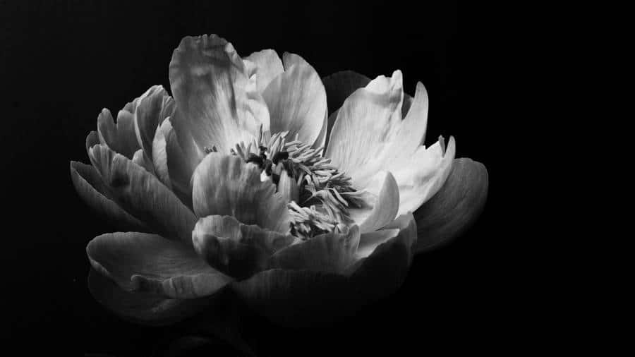 Monochrome Peony Beauty Wallpaper