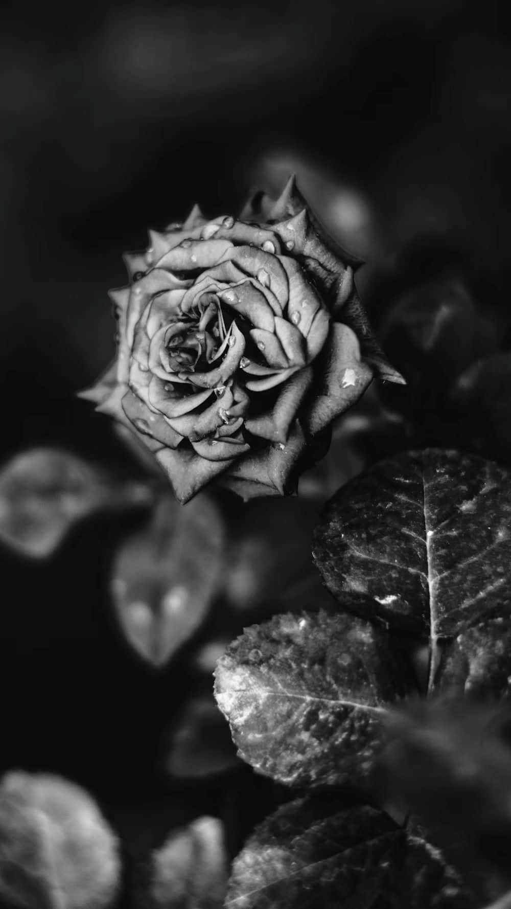 Monochrome_ Rose_ Amidst_ Leaves.jpg Wallpaper