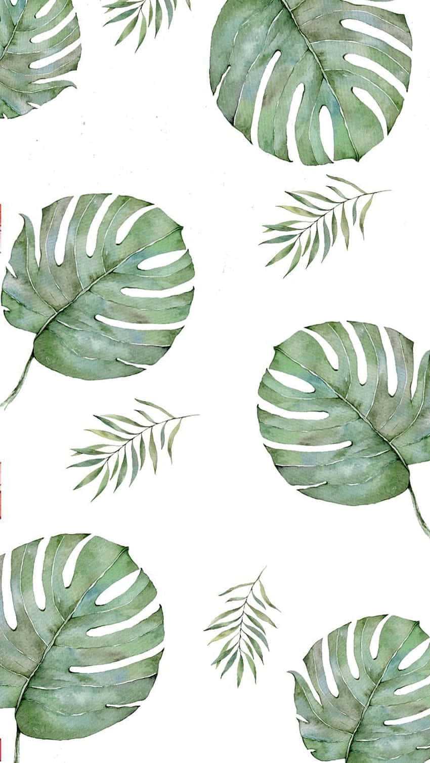 Monstera Deliciosa - The Cutest Green Plant Wallpaper