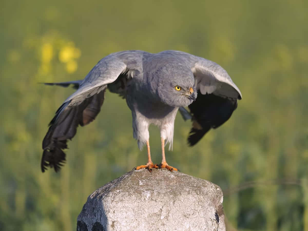 Montagus Harrier Pre Flight Pose Wallpaper