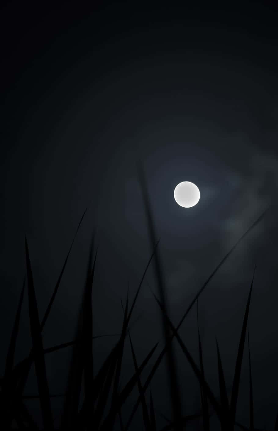 Moonlit_ Night_ Silhouetted_ Reeds.jpg Wallpaper