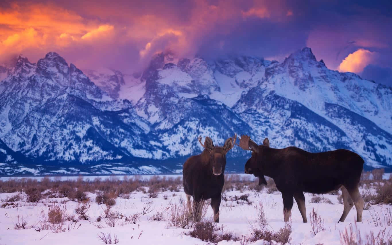 Moose_at_ Sunset_in_ Mountain_ Landscape Wallpaper