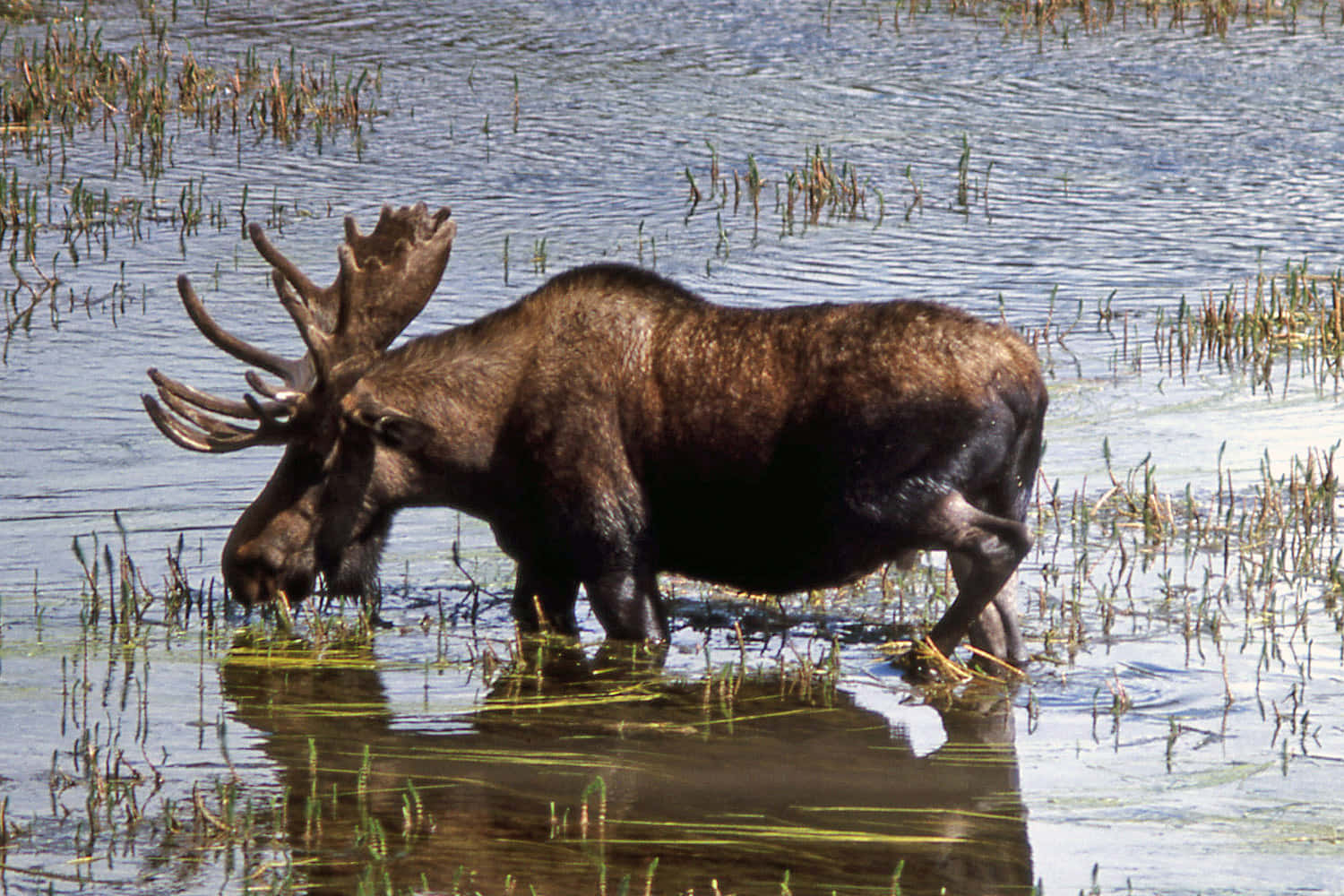 Moosein Wetland Habitat.jpg Wallpaper