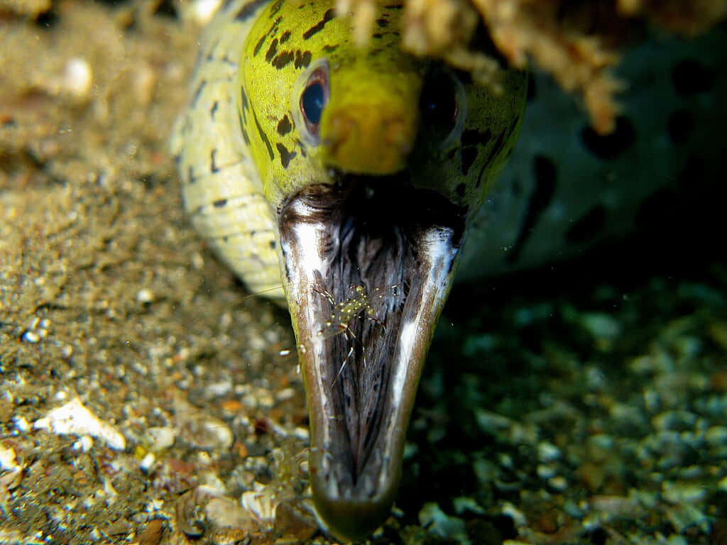 Moray Eel Cleaner Shrimp Symbiosis Wallpaper