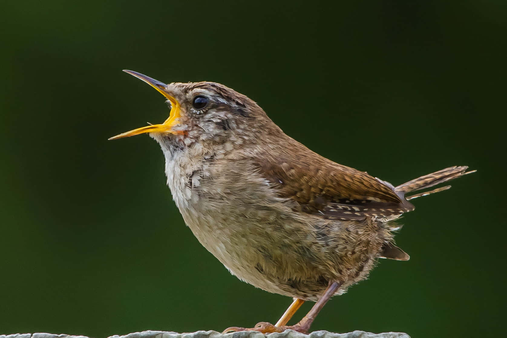 Morning Melodies - Birds Chirping In Nature Wallpaper