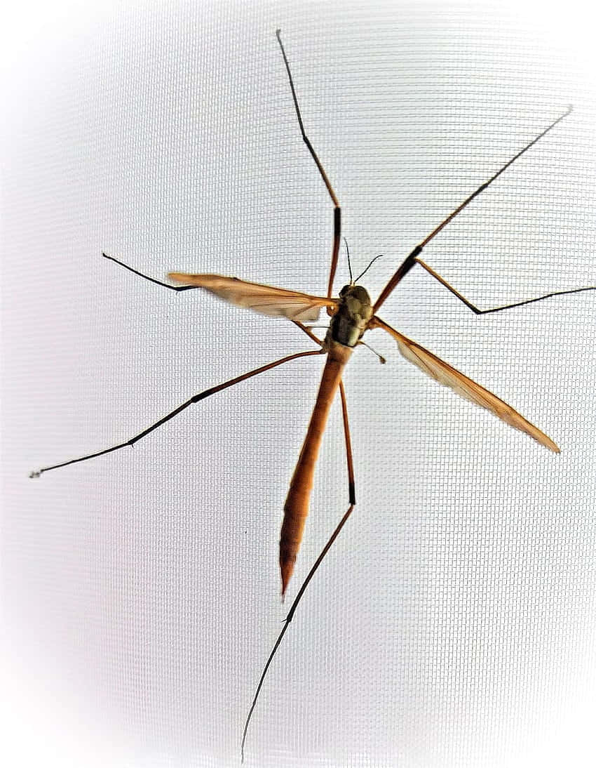 Mosquito Hawk Against White Background Wallpaper