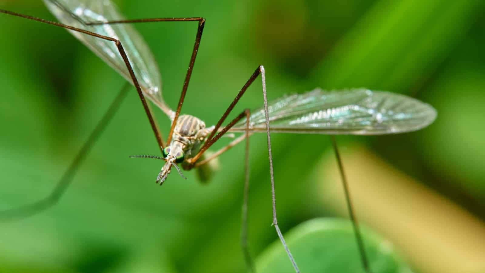 Mosquito Hawk Close Up Wallpaper