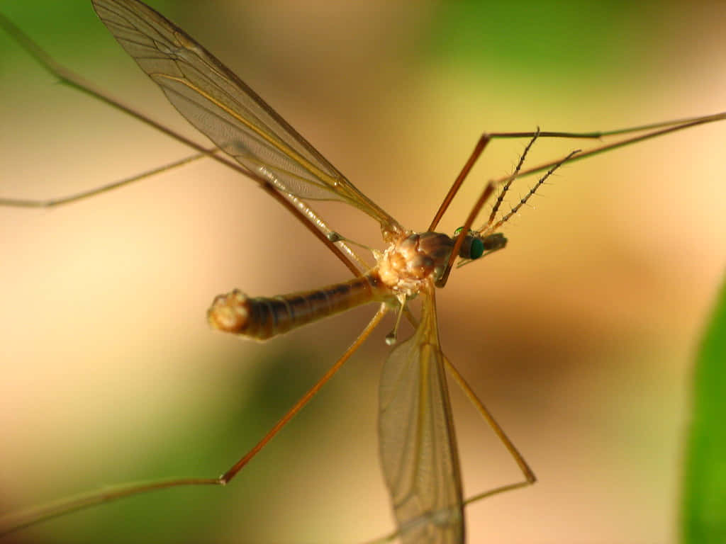 Mosquito Hawk Close Up Wallpaper