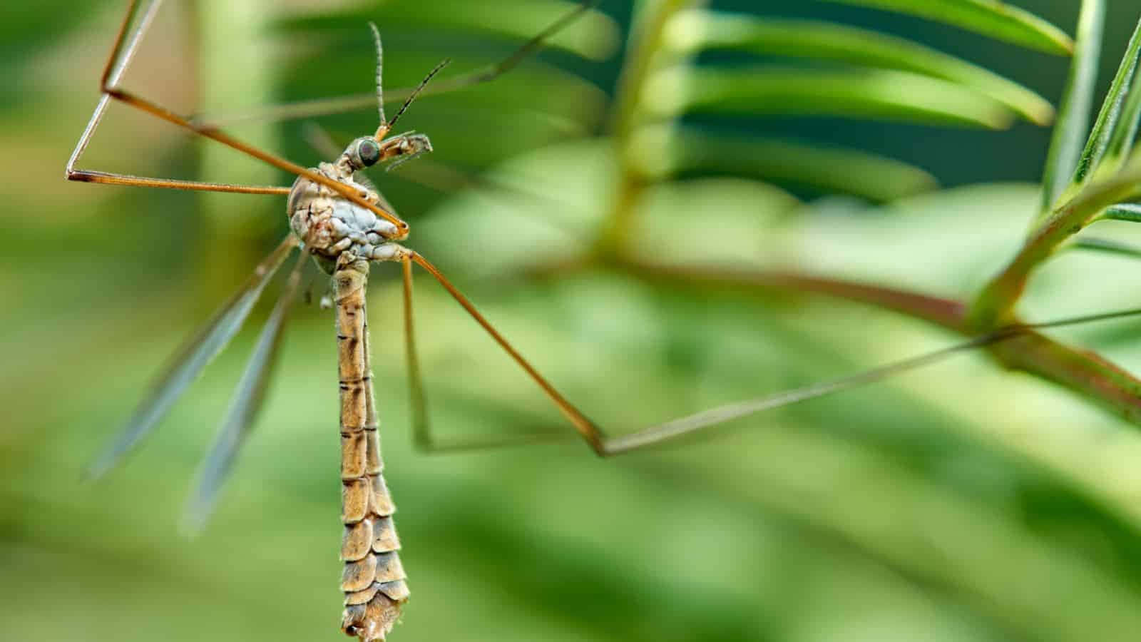 Mosquito Hawk Close Up Wallpaper