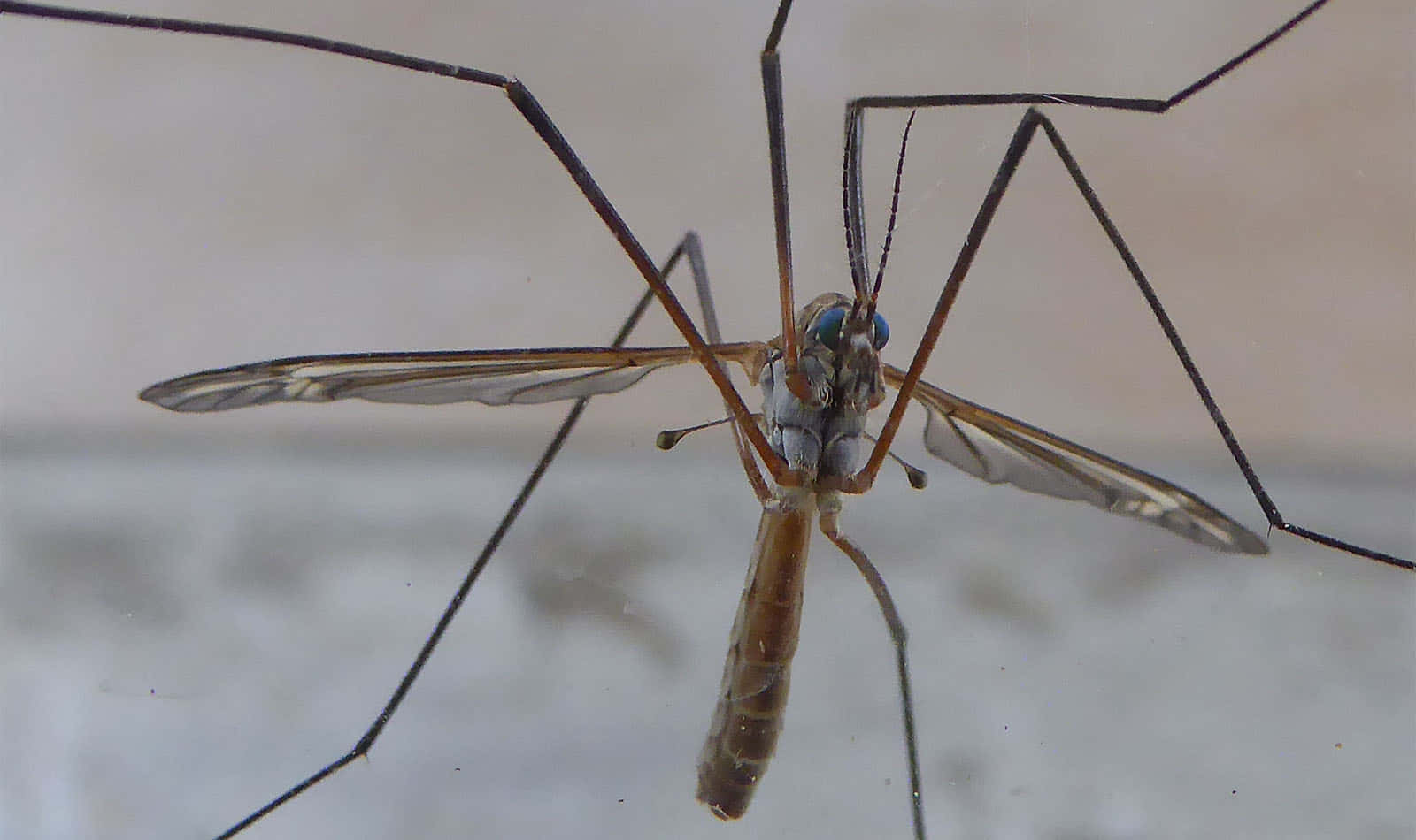 Mosquito Hawk Close Up Wallpaper