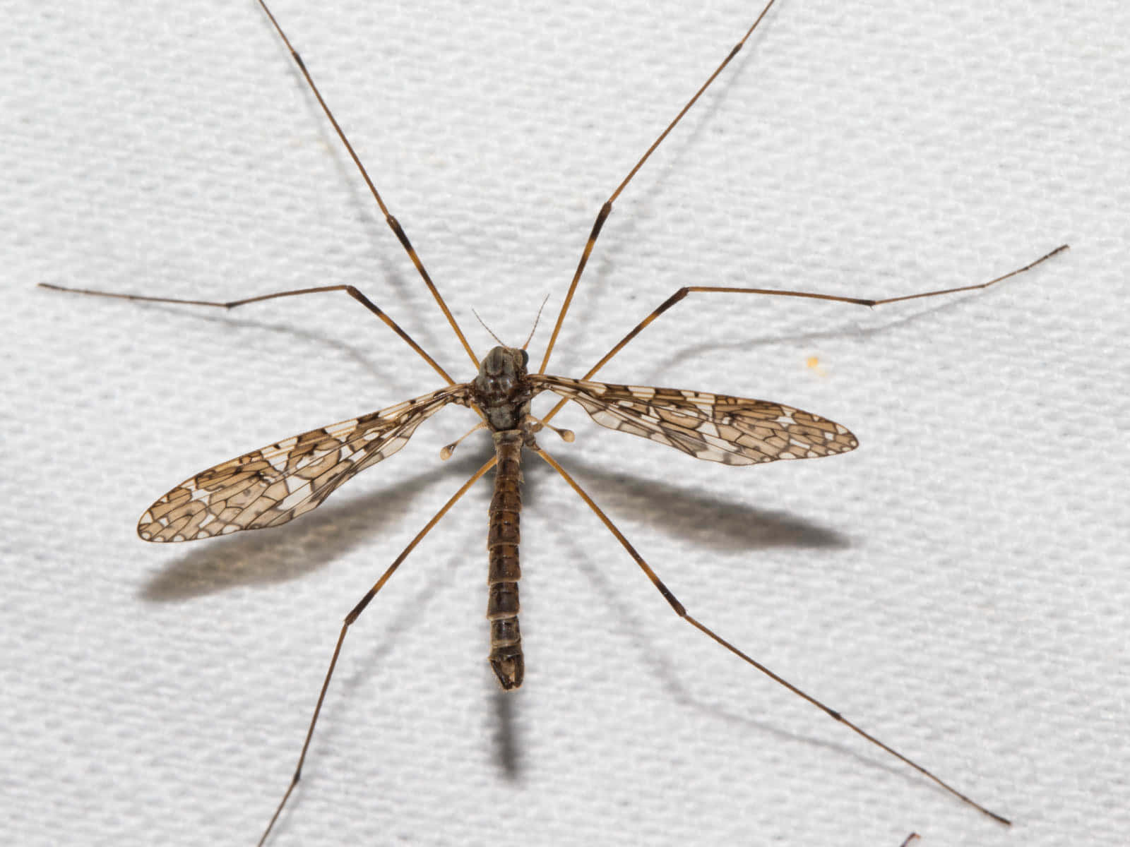 Mosquito Hawk Closeup Wallpaper