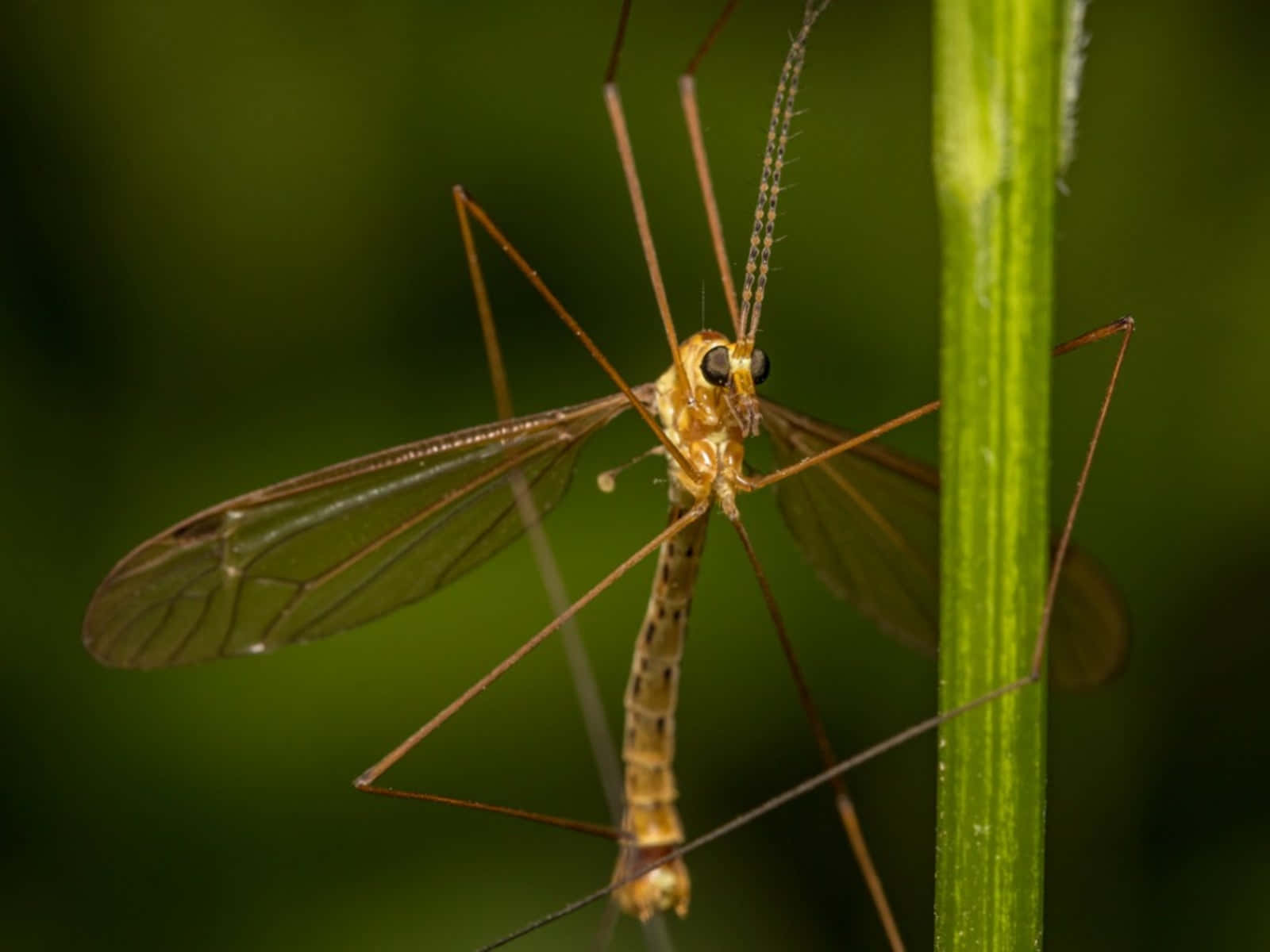 Mosquito Hawk Closeup Wallpaper