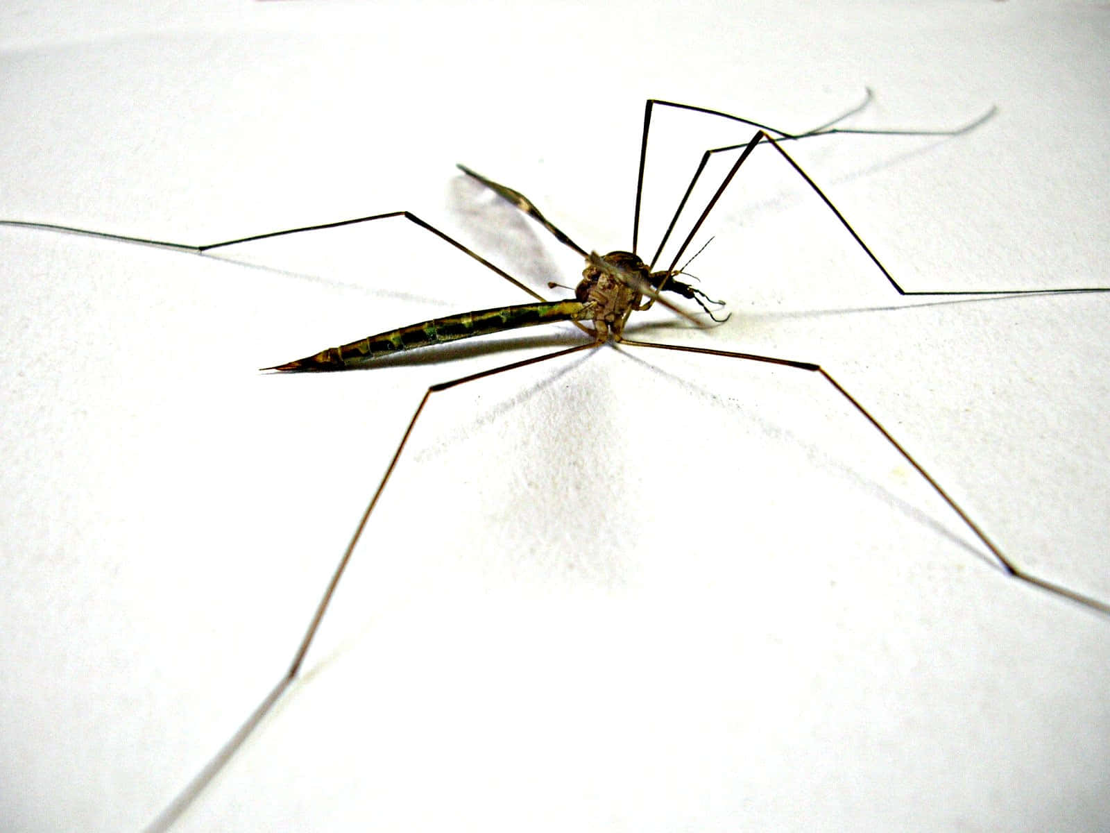 Mosquito Hawk Closeup Wallpaper