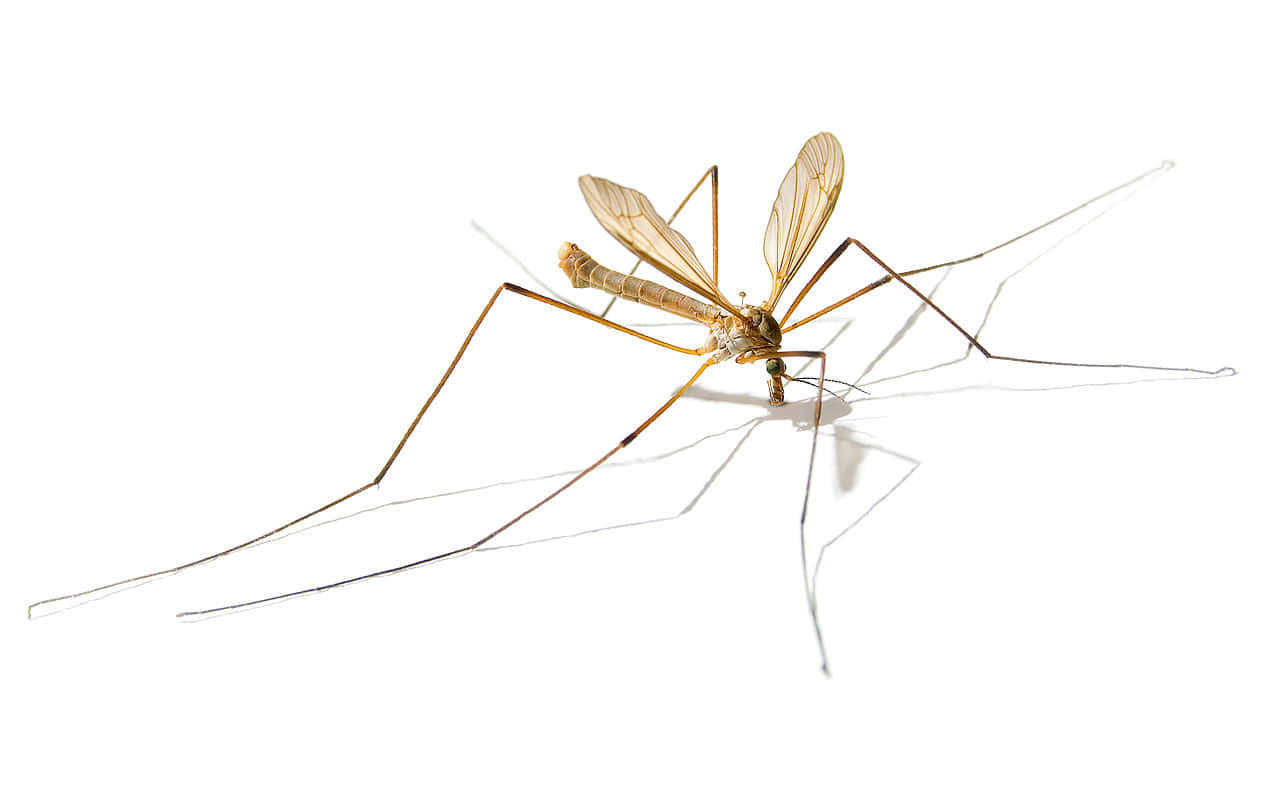 Mosquito Hawk Isolatedon White Wallpaper