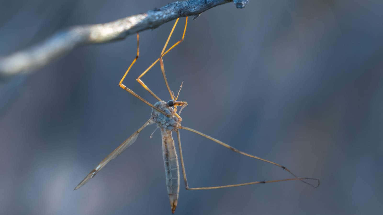 Mosquito Hawk Perchedon Twig Wallpaper