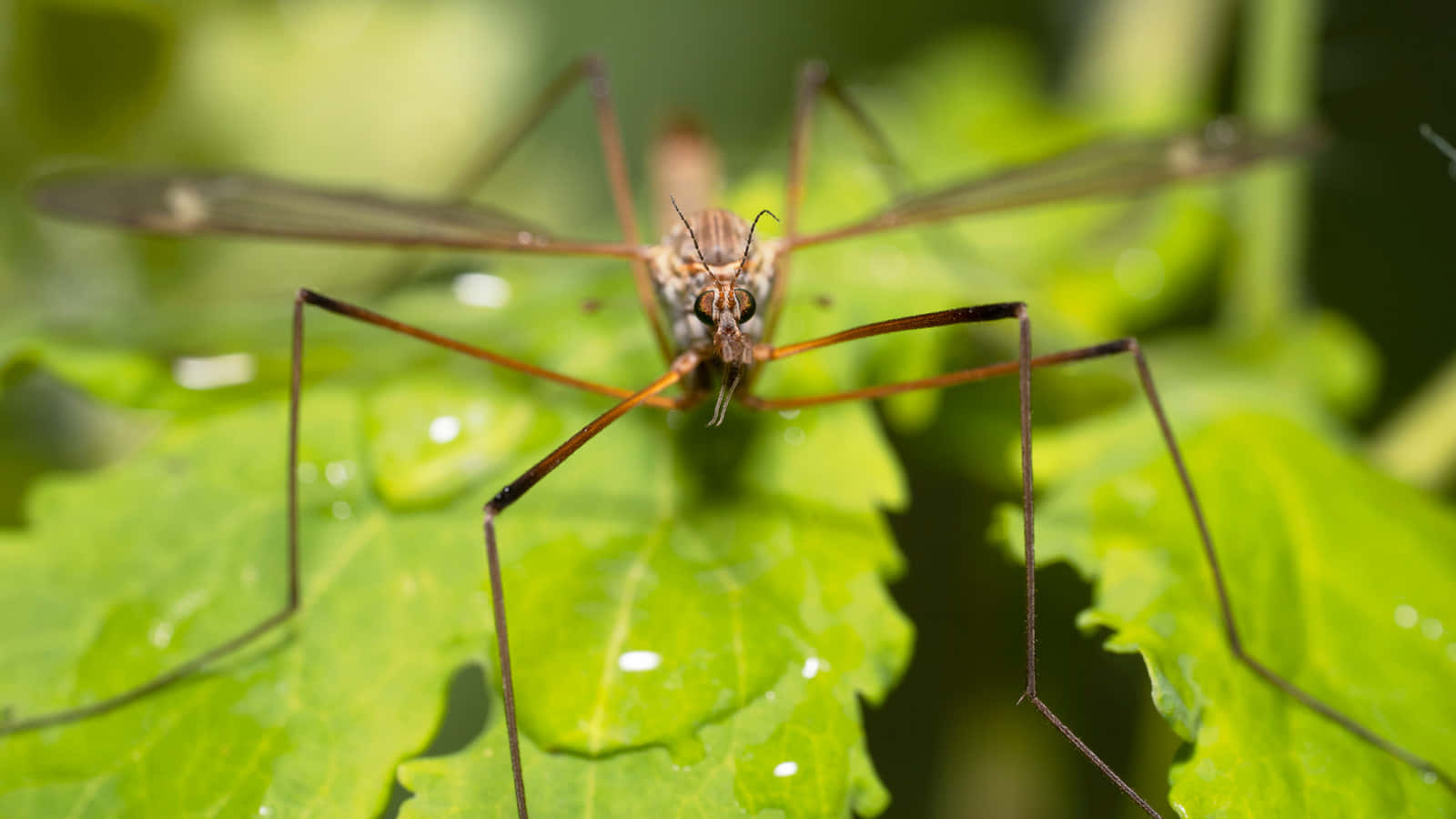 Mosquito Hawk Restingon Green Leaf Wallpaper