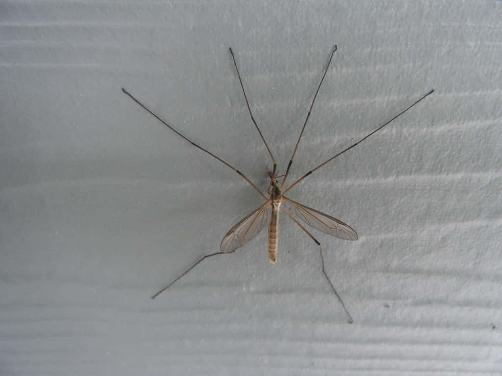 Mosquito Hawk Restingon Wall Wallpaper