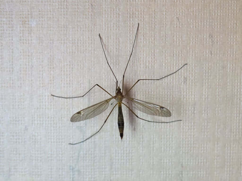 Mosquito Hawk Restingon Wall Wallpaper