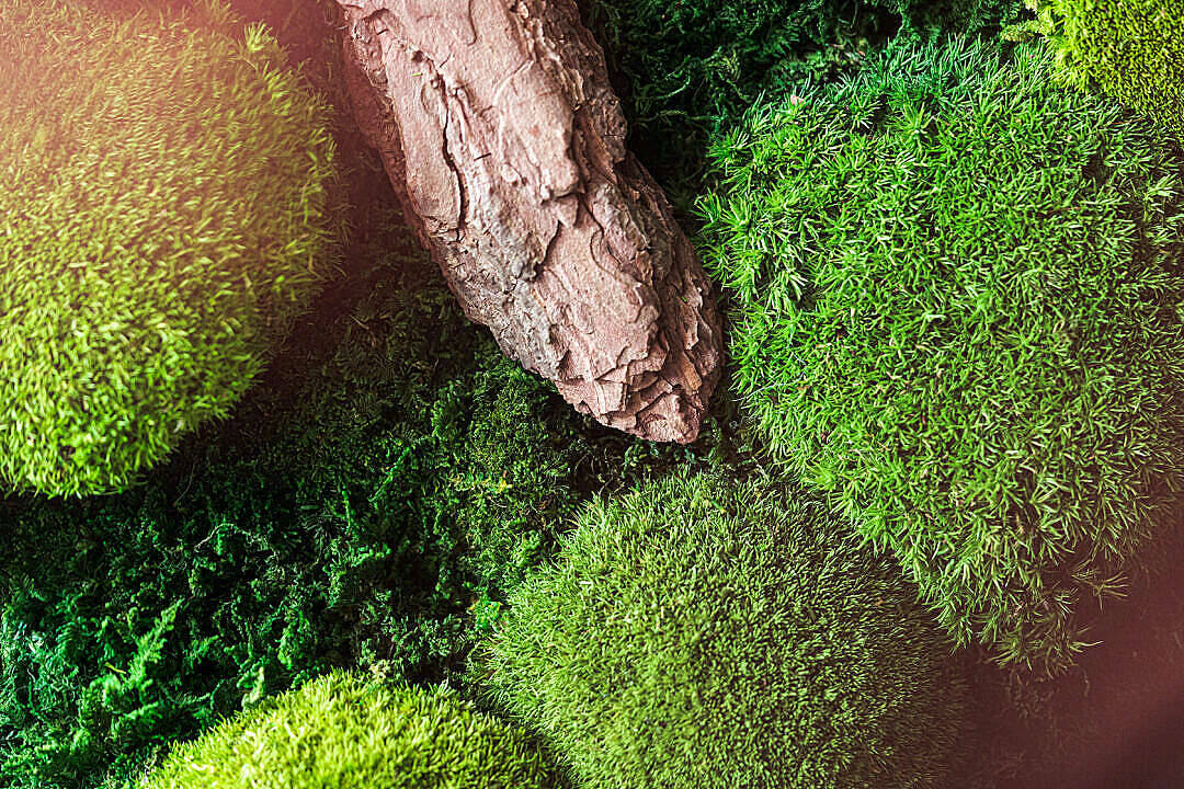 Moss 4k Desktop Wallpaper