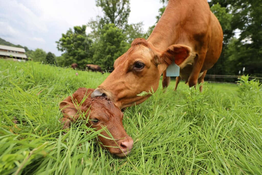 Mother Cow Nuzzling Newborn Calf Wallpaper