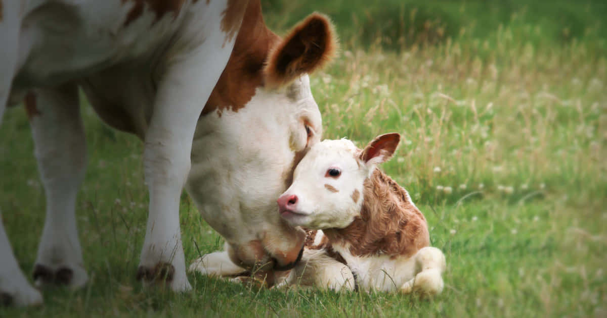 Mother Cow With Calf In Grass Wallpaper