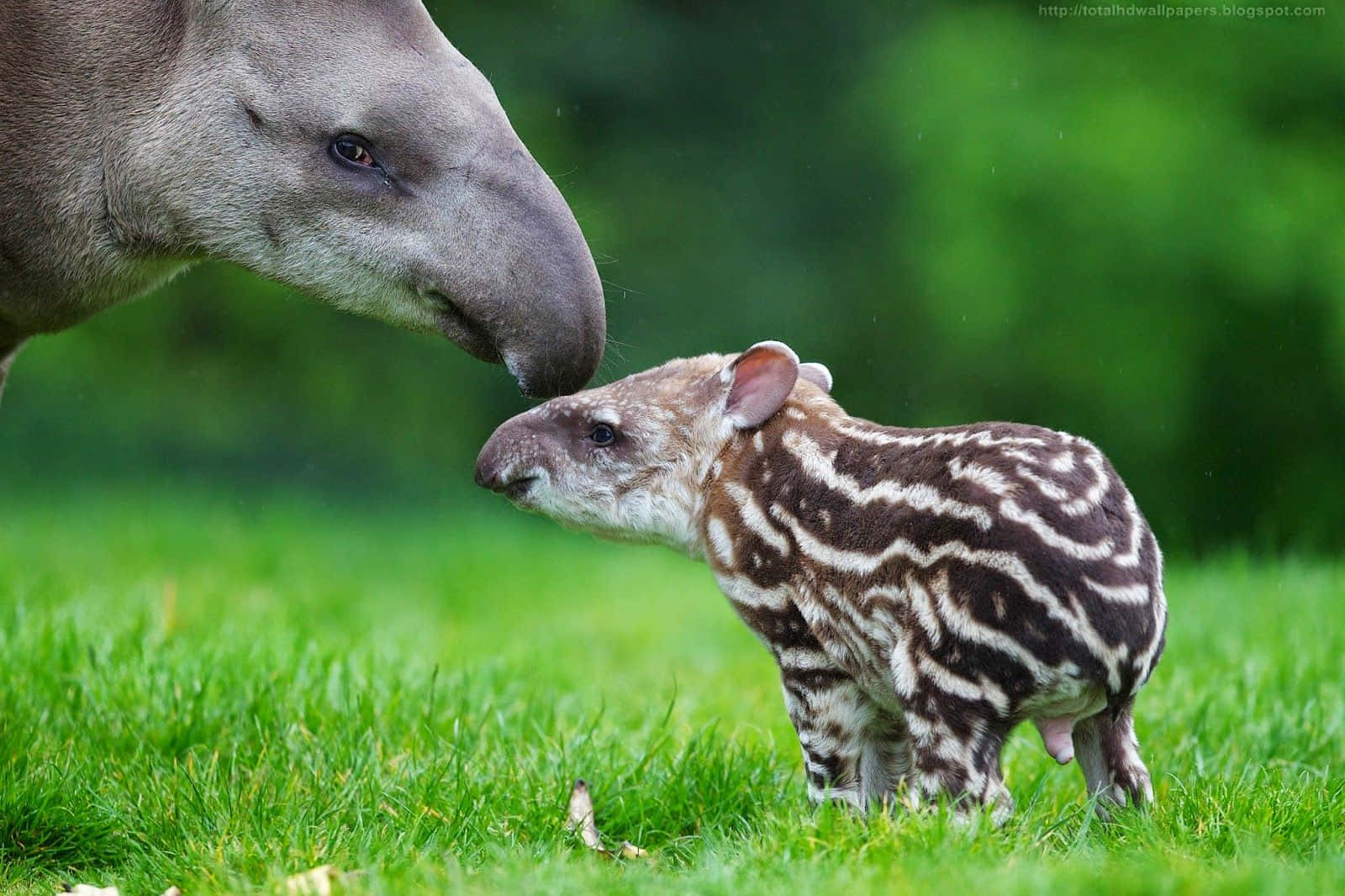 Motherand Baby Tapir Tender Moment.jpg Wallpaper