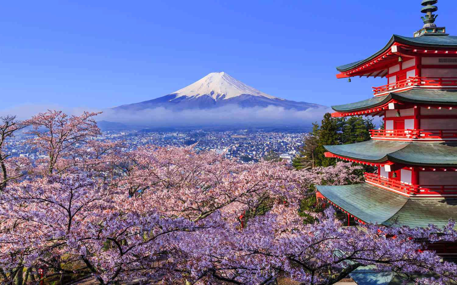 Mount Fuji Cherry Blossomsand Pagoda Wallpaper