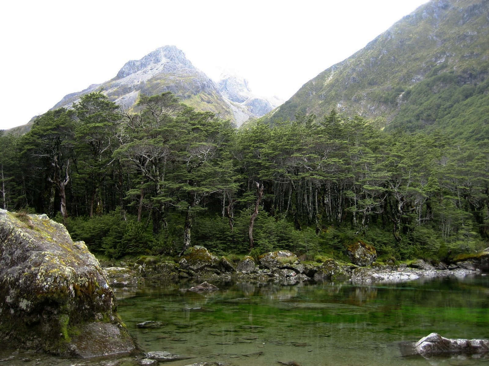 Mountain_ Forest_ Lake_ Scene.jpg Wallpaper