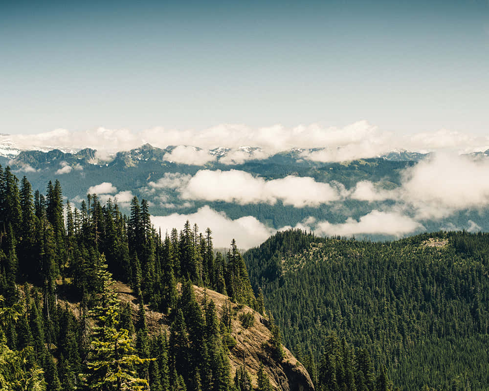 Mountain_ Forest_ Mist_ Landscape.jpg Wallpaper