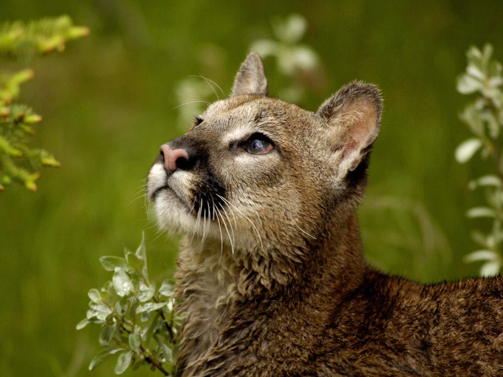 Mountain Lion Gazing Upward Wallpaper