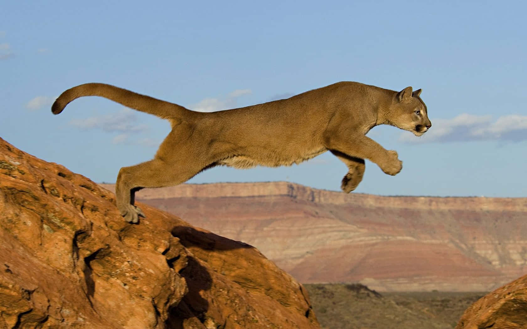 Mountain Lion Leaping Across Rocks Wallpaper