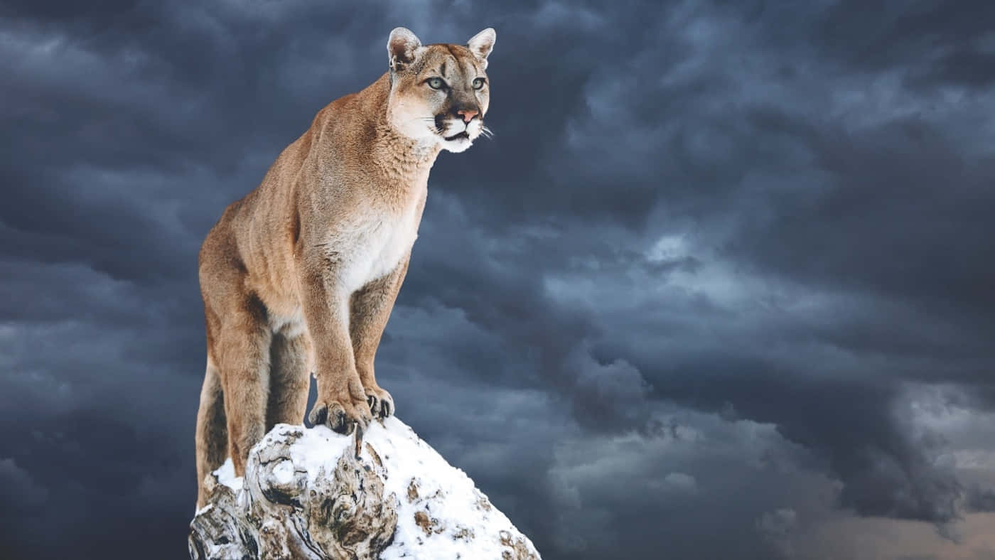 Mountain Lion On Snowy Peak Wallpaper