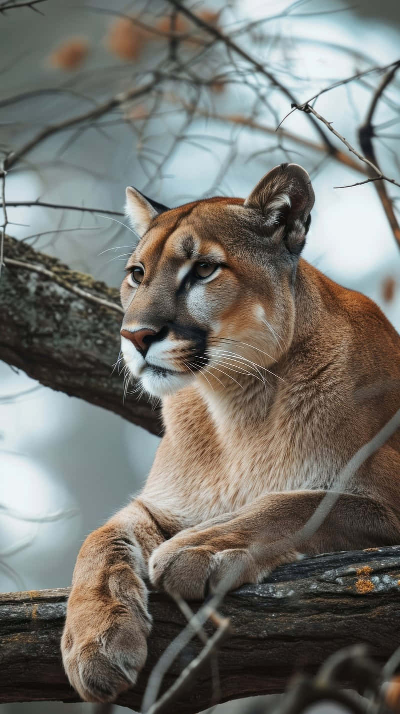 Mountain Lion Restingon Tree Branch Wallpaper