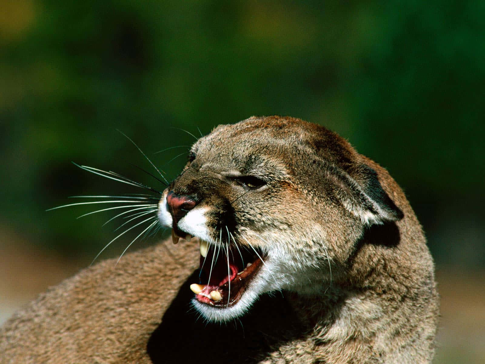 Mountain Lion Roaring Wallpaper