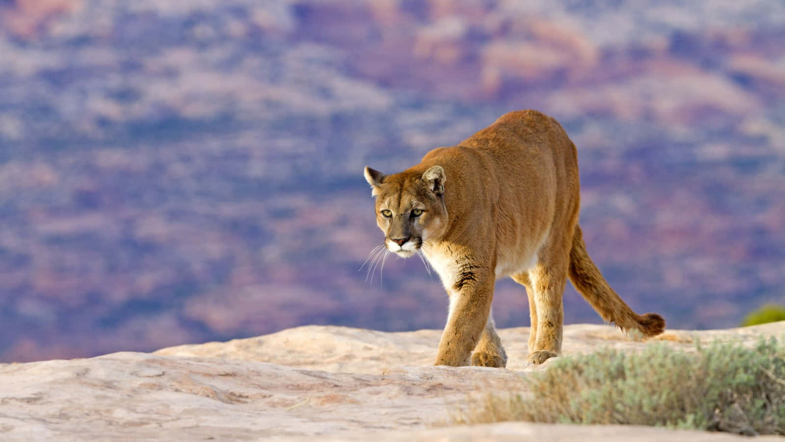 Mountain Lion Walkingon Rock Ledge Wallpaper