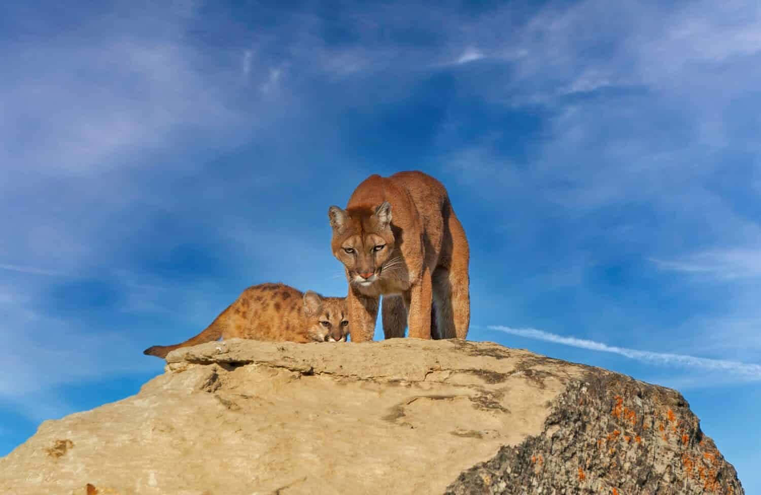 Mountain Lionand Cubon Rock Wallpaper