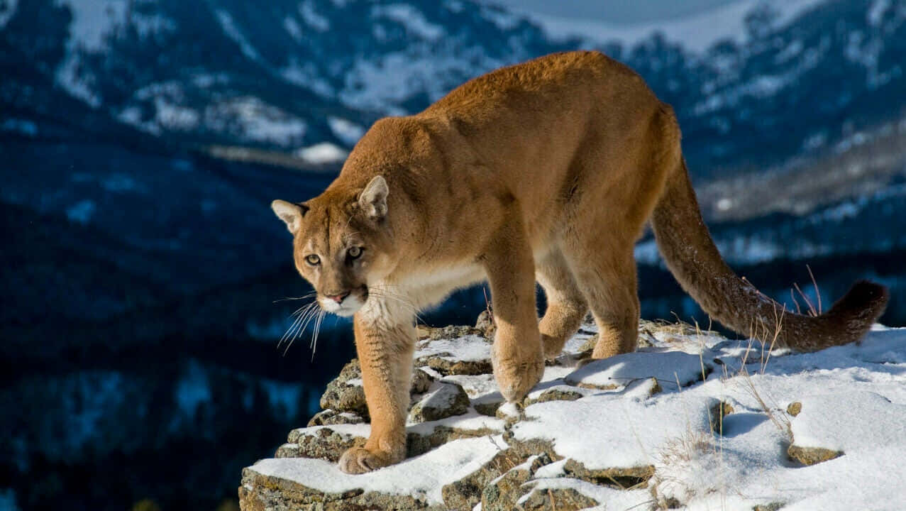 Mountain Lionin Snowy Habitat Wallpaper