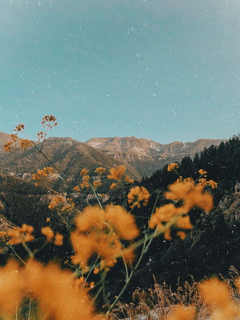 Mountain_ Meadow_ Soft_ Indie_ Aesthetic.jpg Wallpaper