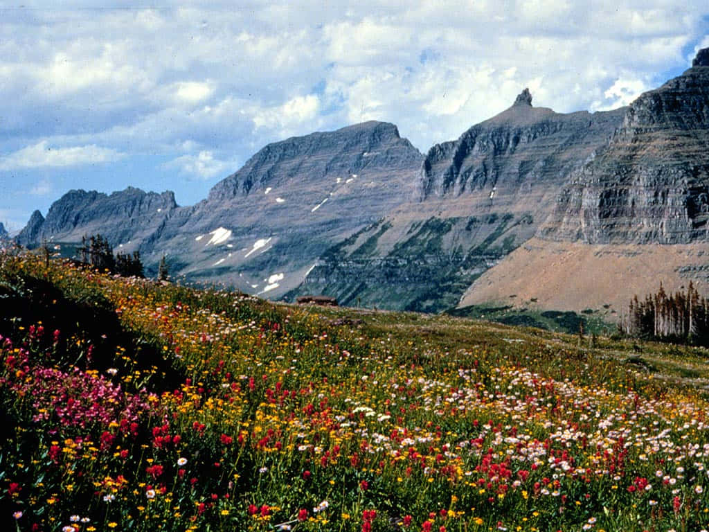 Mountainous_ Landscape_with_ Wildflowers Wallpaper